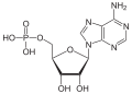 Adenosinmonophosphat (AMP)