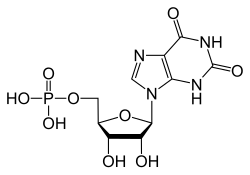 Struktur von Xanthosinmonophosphat