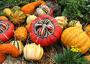 Zierkürbisse (Cucurbita pepo) Zierkürbisse (Cucurbita pepo)