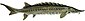 Atlantic sturgeon flipped.jpg
