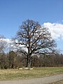 Stieleiche in der Ruheperiode