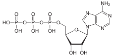 ATP
